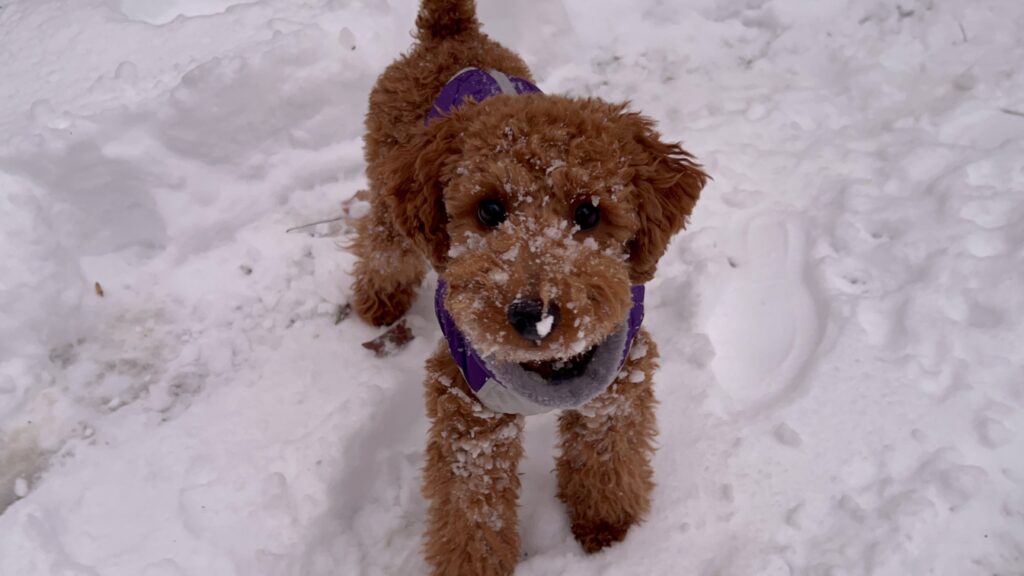 Sansa in the Snow